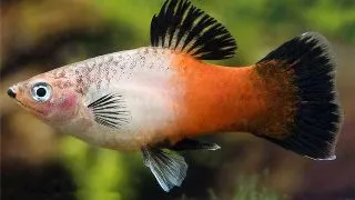 Xiphophorus maculatus showa tricolour