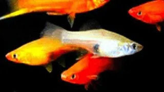 Xiphophorus helleri L mixture
