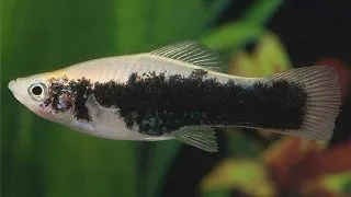 Xiphophorus helleri tuxedo green