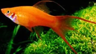 Xiphophorus helleri mary gold lyra