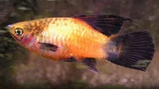 Xiphophorus maculatus wg simpson
