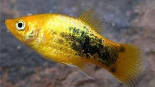 Xiphophorus maculatus yellow tuxedo