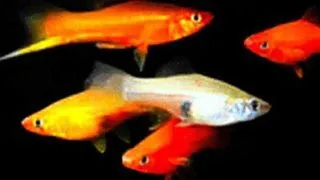 Xiphophorus helleri mixture