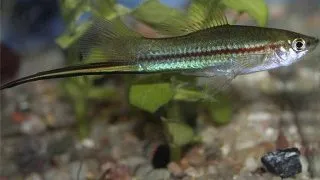 Xiphophorus helleri green