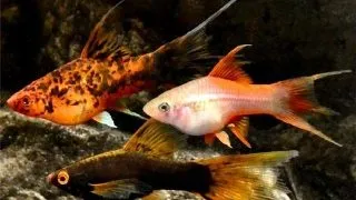 Xiphophorus helleri mixture lyra