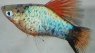 Xiphophorus maculatus moskva