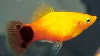 Xiphophorus maculatus mickey mouse gold
