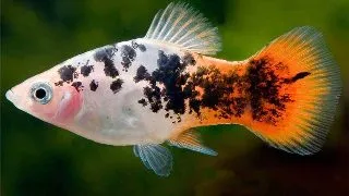 Xiphophorus maculatus salt &amp; pepper