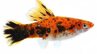 Xiphophorus helleri tricolor