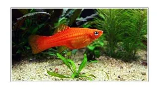 Xiphophorus helleri red