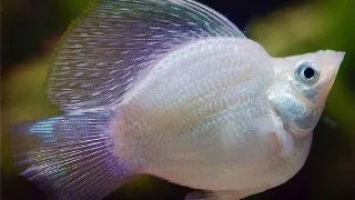 Poecilia latipinna ballon molly silver