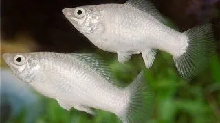 Poecilia latipinna silver molly
