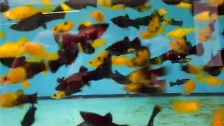 Poecilia sphenops mix