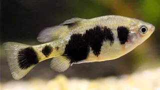 Skiffia multipunctata