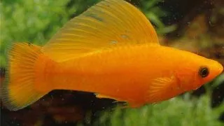Poecilia velifera gold