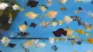 Poecilia latipinna ballon molly mix