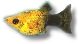 Poecilia sphenops gold black lyra moll