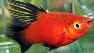 Xiphophorus maculatus red tuxedo hi-fin