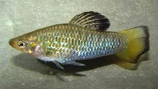 Limia perugiae