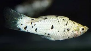 Poecilia velifera dalmatin