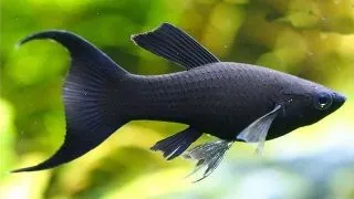 Poecilia sphenops lyra molly