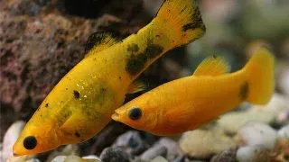 Poecilia sphenops gold molly