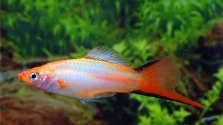 Xiphophorus helleri pineapple neon