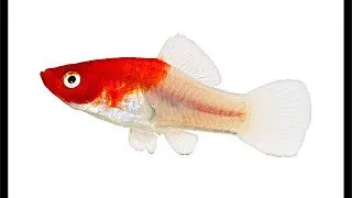 Xiphophorus helleri  santa claus  kohaku