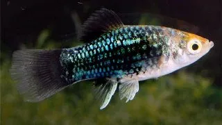 Xiphophorus maculatus black
