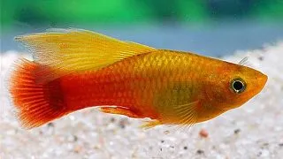 Xiphophorus maculatus german simson hf