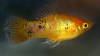 Xiphophorus maculatus golden Speckled