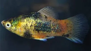 Xiphophorus maculatus calico