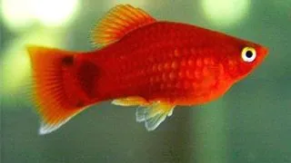 Xiphophorus maculatus mickey mouse red simpson