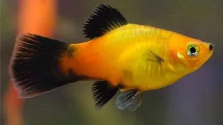 Xiphophorus maculatus apple tricolor hi-fin