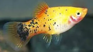 Xiphophorus maculatus golden comet