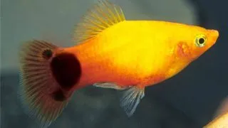 Xiphophorus maculatus caroliana