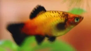 Xiphophorus maculatus sunset comet