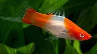 Xiphophorus helleri red &amp; white