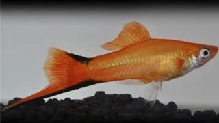 Xiphophorus helleri commet pink