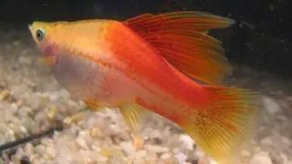 Xiphophorus helleri papagaj