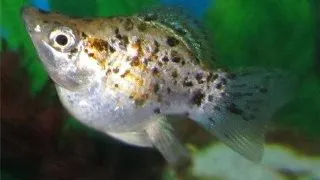 Poecilia latipinna ballon molly marble