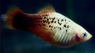 Xiphophorus maculatus germany