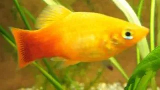 Xiphophorus maculatus neon sunset