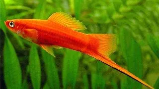 Xiphophorus helleri red simpson