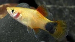 Xiphophorus maculatus Emerald Mickey Mouse (Gold)