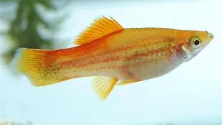 Xiphophorus helleri red gold