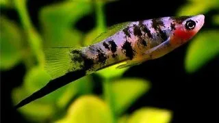 Xiphophorus helleri black marble