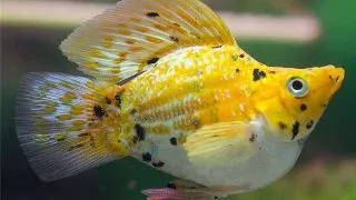 Poecilia latipinna ballon marble golden molly