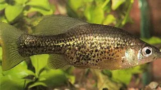 Chapalichthys pardalis