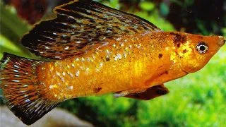Poecilia velifera red leopard sailfin molly